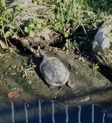 Trachemys scripta