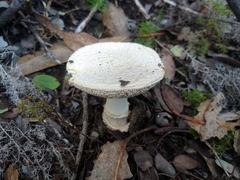 Amanita smithiana