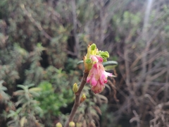Ribes sanguineum glutinosum