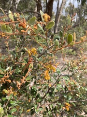 Grevillea chrysophaea