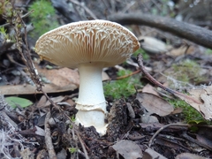 Amanita smithiana