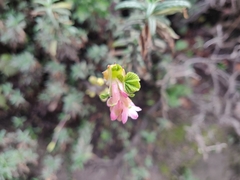 Ribes sanguineum glutinosum