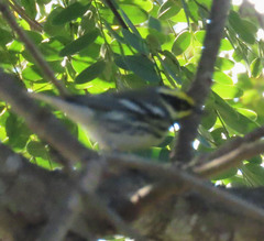 Setophaga nigrescens × townsendi