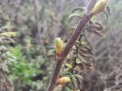 Ribes sanguineum glutinosum