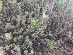 Ribes sanguineum glutinosum