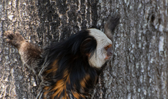 Callithrix geoffroyi