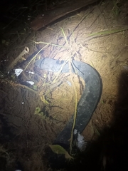 Lepidosiren paradoxa