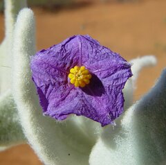 Solanum lachnophyllum