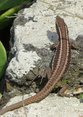 Teira dugesii dugesii