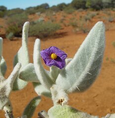 Solanum lachnophyllum