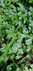 Selaginella doederleinii