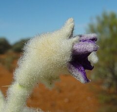Solanum lachnophyllum