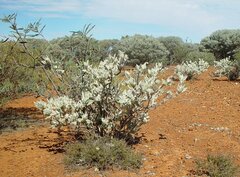 Solanum lachnophyllum
