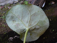 Jatropha podagrica