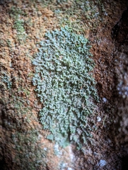Flakea papillata