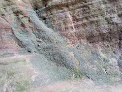 Flakea papillata