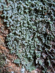 Flakea papillata