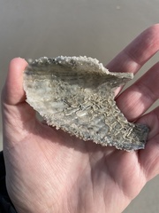Cyrtopleura costata