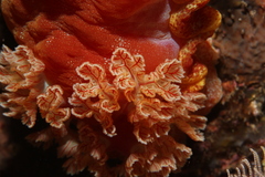 Hexabranchus sanguineus