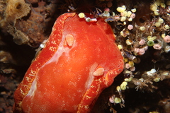 Hexabranchus sanguineus