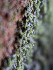 Flakea papillata