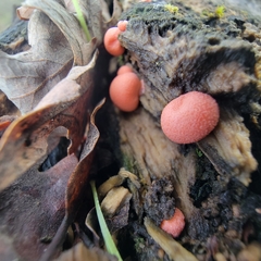 Lycogala epidendrum