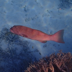 Plectropomus leopardus