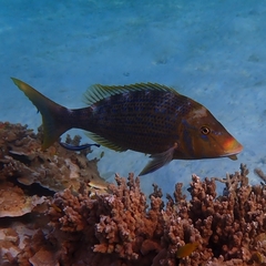 Lethrinus nebulosus