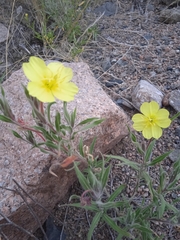 Oenothera affinis