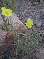Oenothera affinis