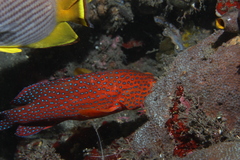 Cephalopholis miniata