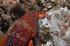 Cephalopholis miniata