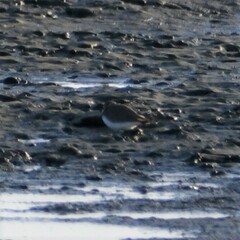 Charadrius semipalmatus