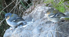 Fringilla coelebs maderensis