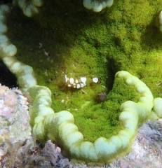 Ancylocaris brevicarpalis