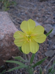 Oenothera affinis