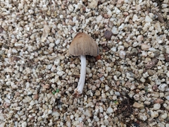 Coprinellus flocculosus