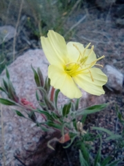 Oenothera affinis