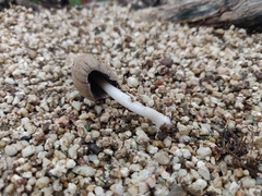 Coprinellus flocculosus