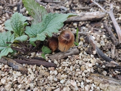 Coprinellus flocculosus
