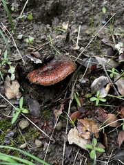 Aureoboletus flaviporus