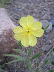 Oenothera affinis