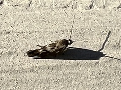 Scythris trivinctella