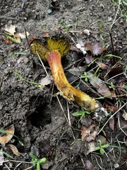 Aureoboletus flaviporus