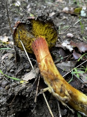 Aureoboletus flaviporus