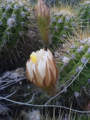 Trichocereus candicans