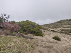 Arctostaphylos montaraensis