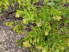Arctostaphylos montaraensis