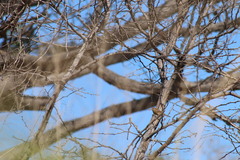 Passerina versicolor