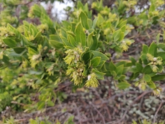 Arctostaphylos montaraensis